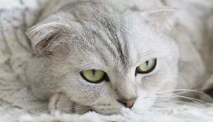 多米体育官方网站-重磅！窗口期多伦多猛龙调整名单以备NBA总决赛JackeyLove在勇士比赛中逆转，北京国安复出首秀备战国王杯的简单介绍